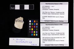 Foto (Objekt + Etikett) von Brachyura indet.  (NHMW-GEO-2017-0089-0027)